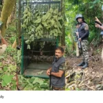 Kalikavu tiger search
