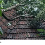 tree falls on house