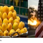 Mango Exports US