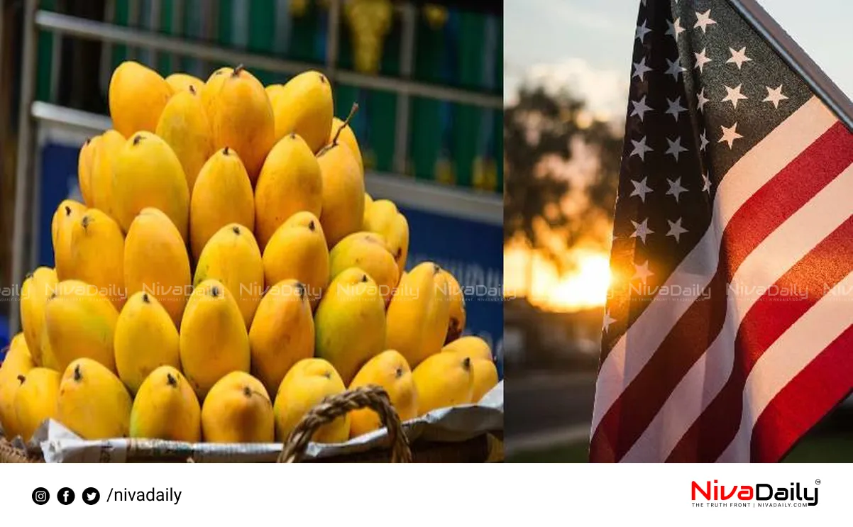 Mango Exports US