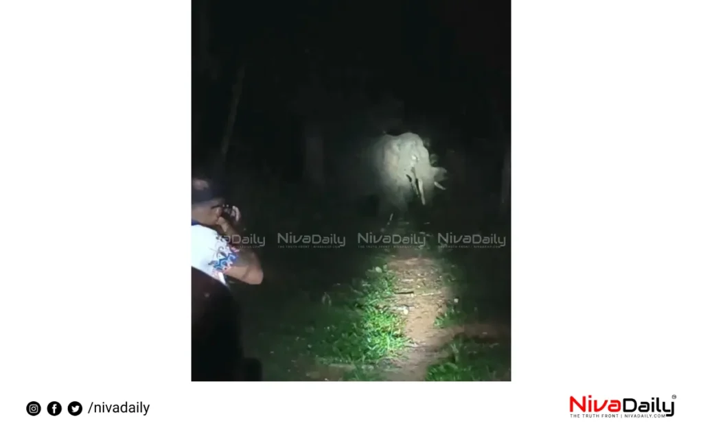 wild elephant attack