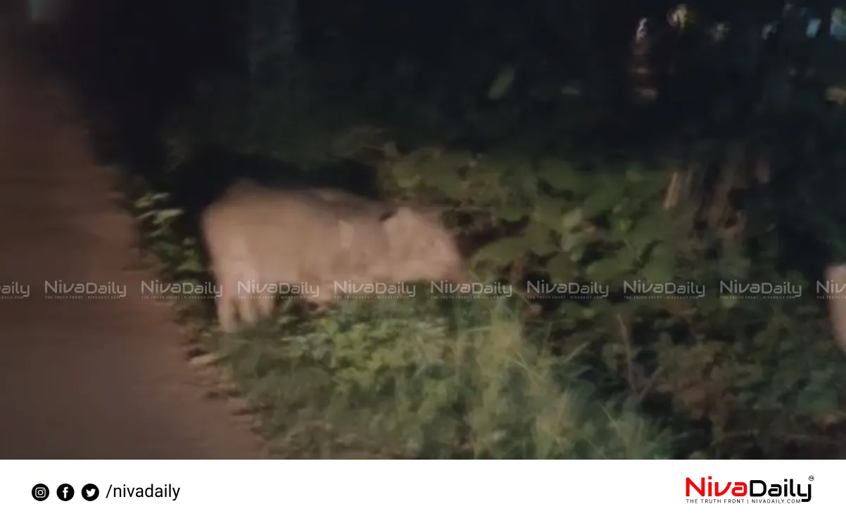 wild boars menace