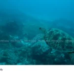 marine biodiversity threat