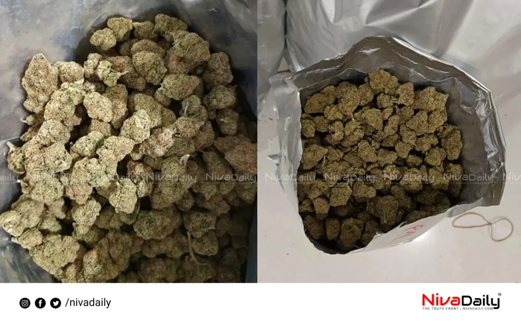 Cannabis seized Idukki