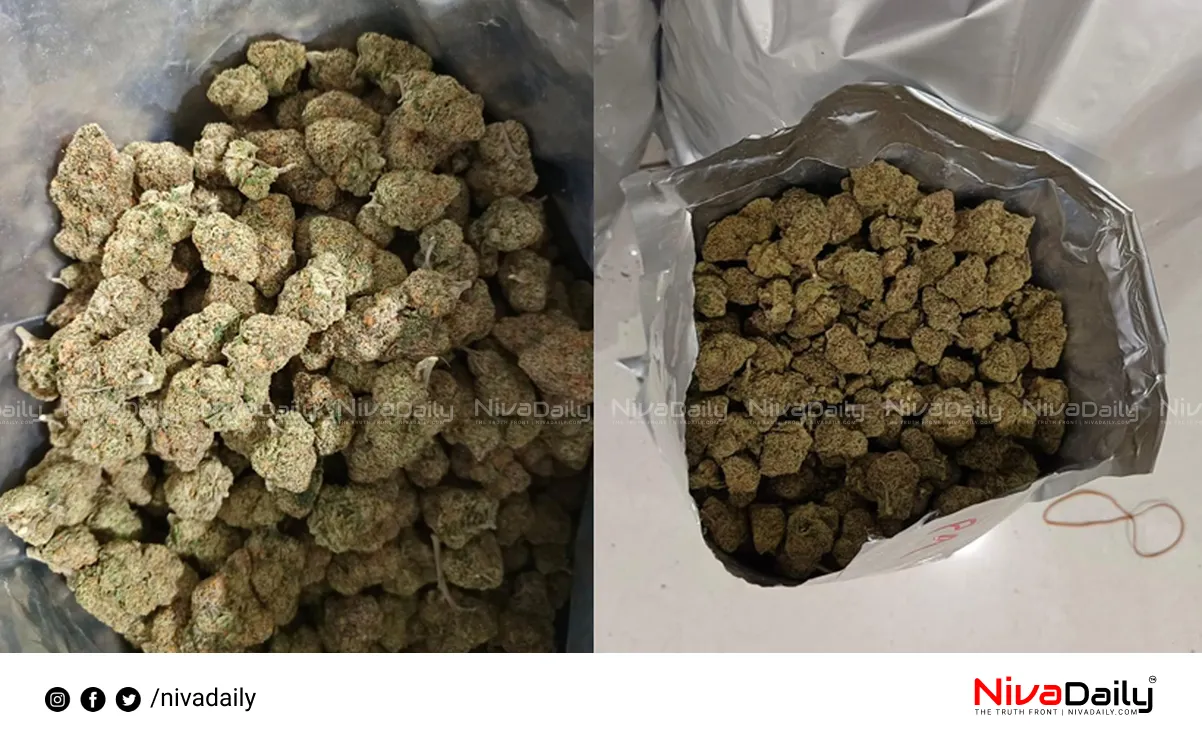 Cannabis seized Idukki