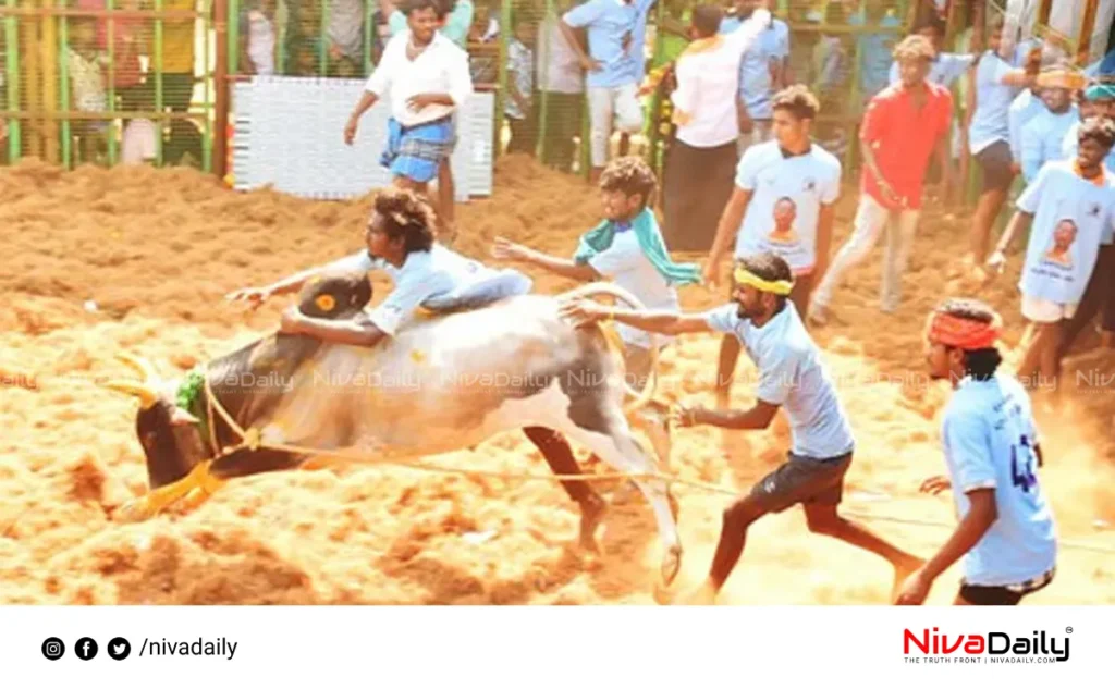 Jallikattu bulls record