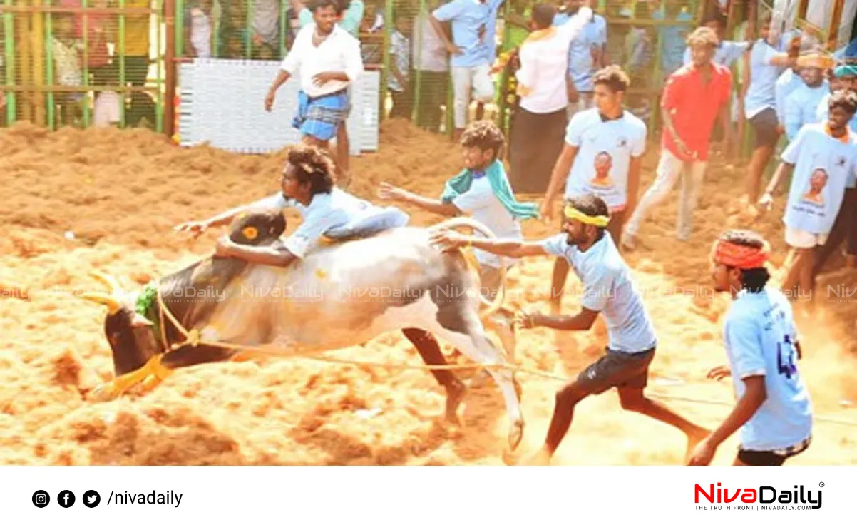 Jallikattu bulls record