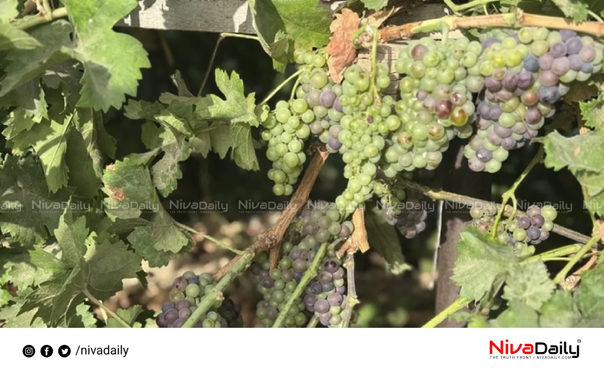 Grape Harvest Festival