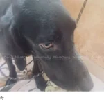 tantric ritual dog killing