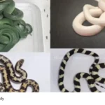 Snakes from Thailand