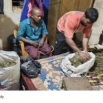 Cannabis Seizure