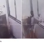 cat thrown from flat