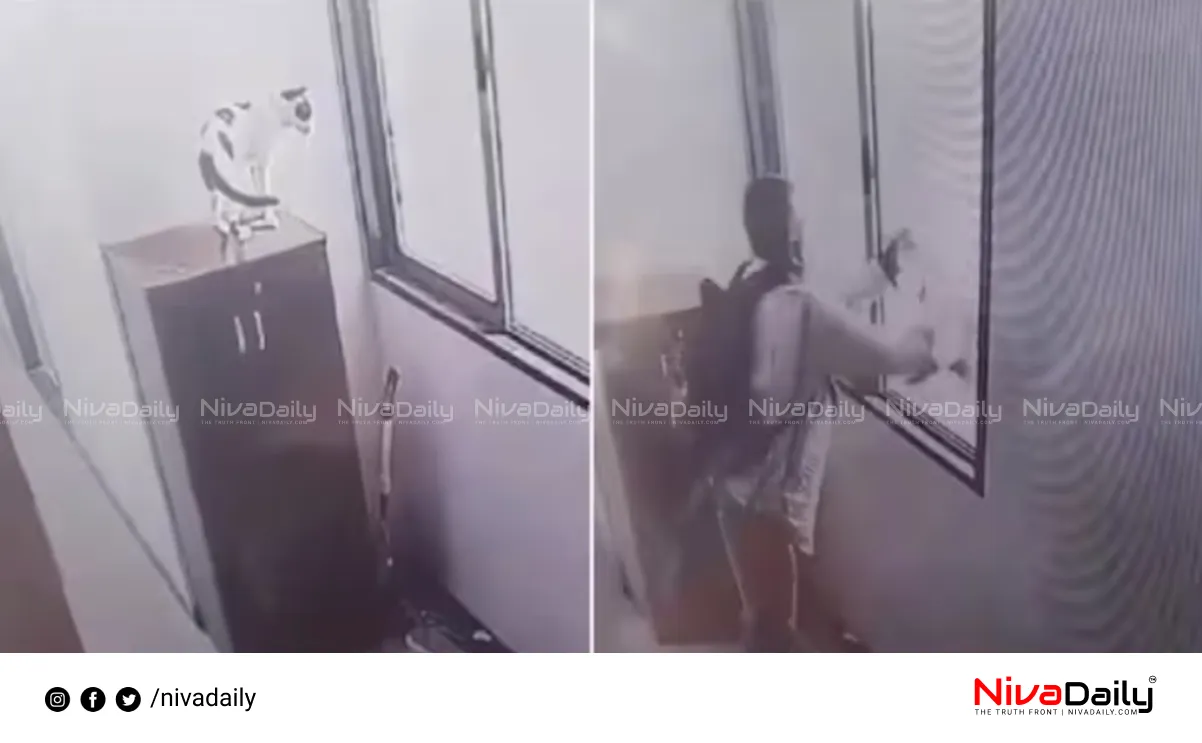 cat thrown from flat
