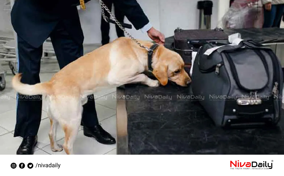 venomous snakes smuggled