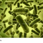 electricity producing bacteria