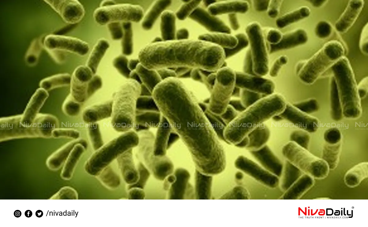 electricity producing bacteria