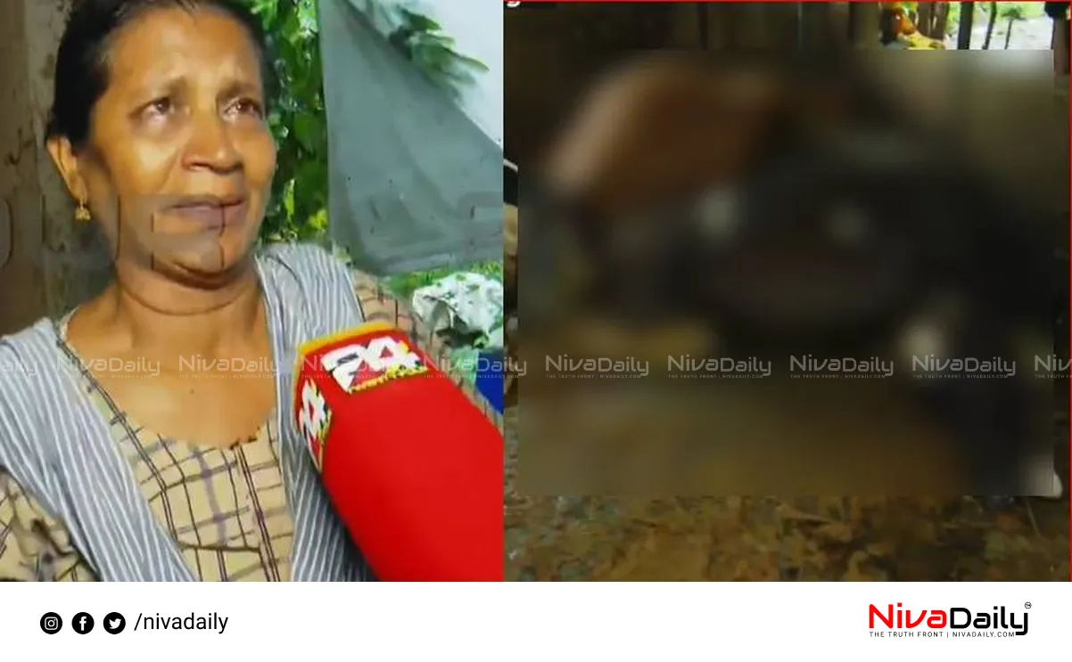 cows electrocuted Kannur