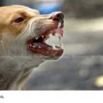 Kannur dog bite case