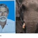 wild elephant attack