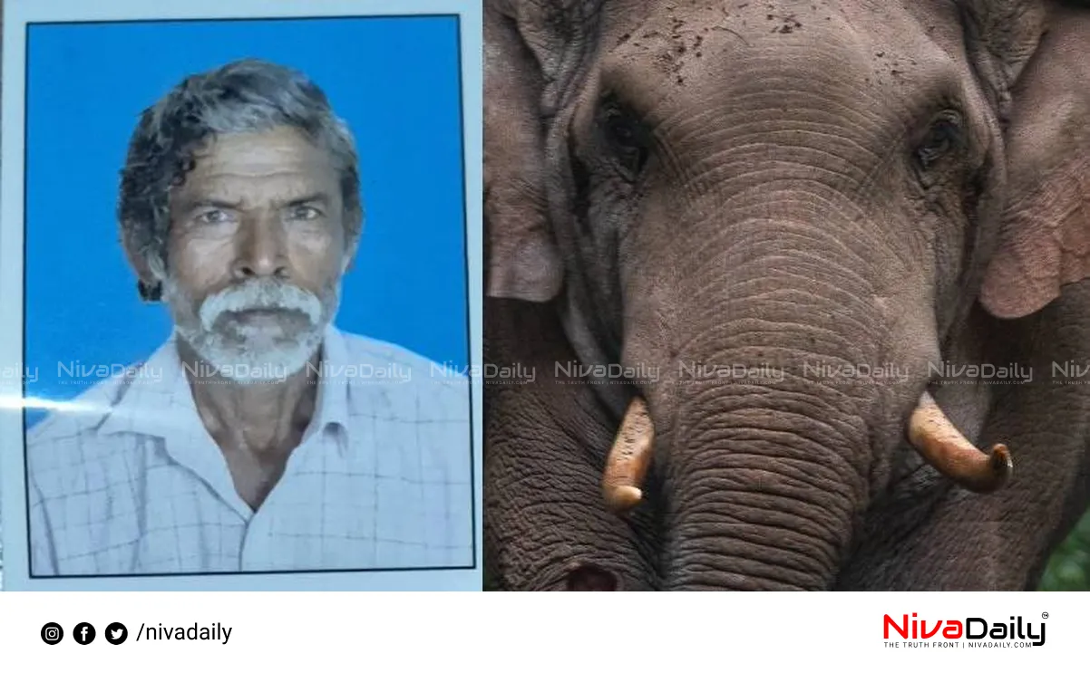 wild elephant attack