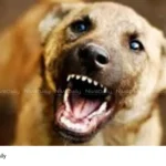 Kannur stray dog attack