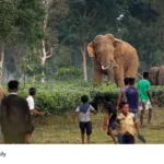 wildlife protection act