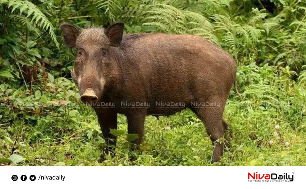 Kerala wild boars issue