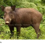 Kerala wild boars issue