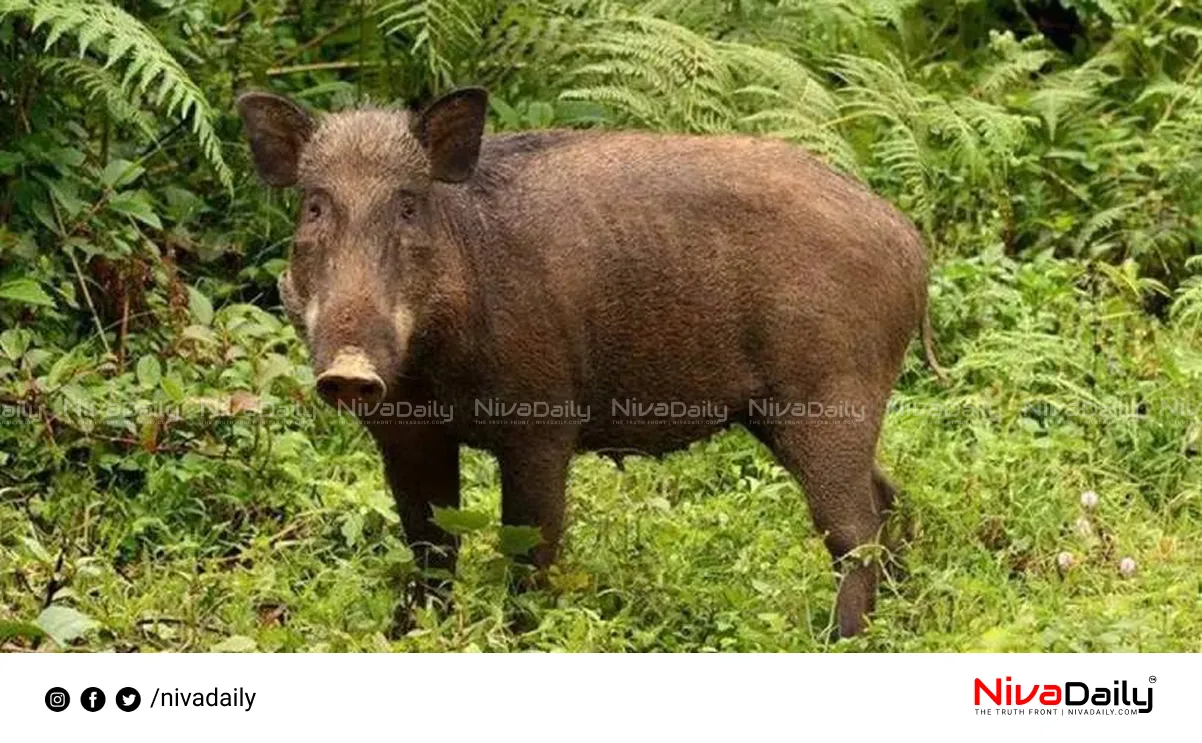 Kerala wild boars issue