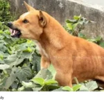 stray dog attacks