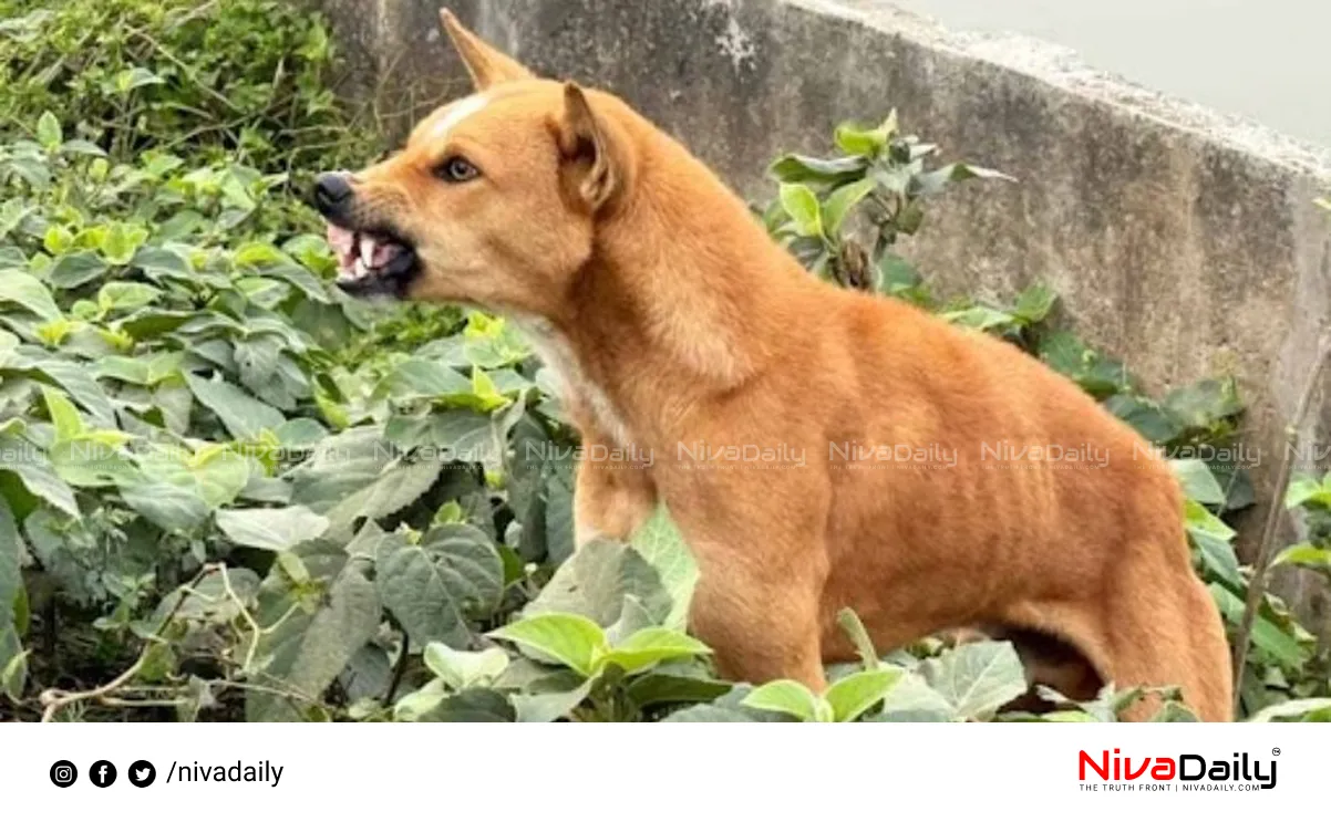 stray dog attacks