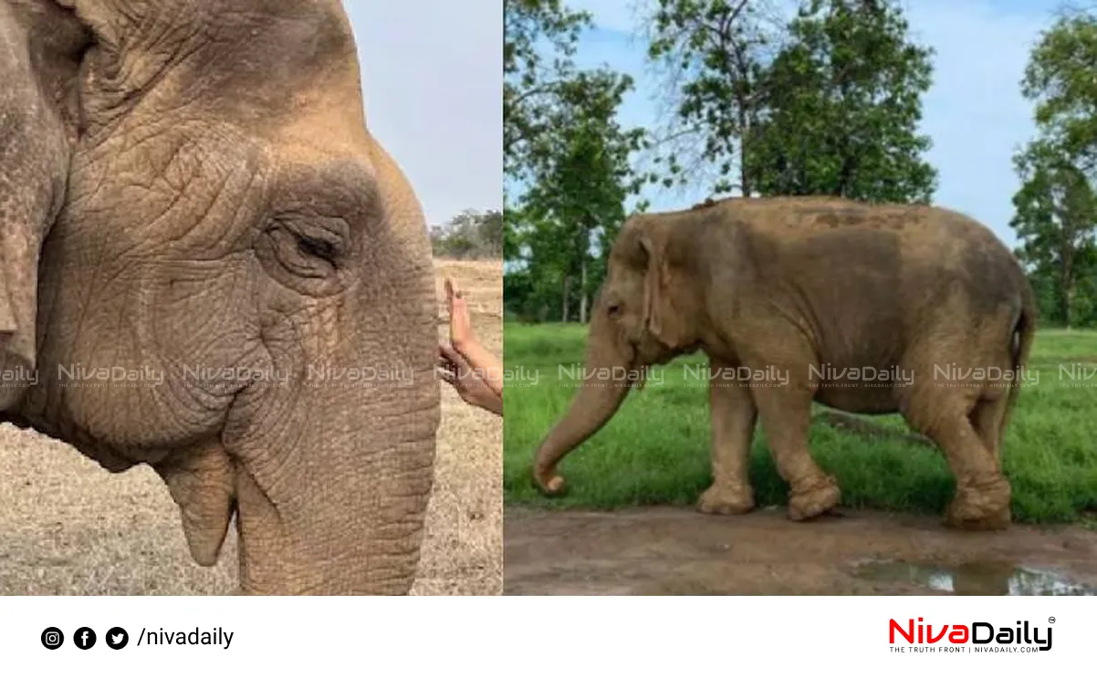Asia's oldest elephant