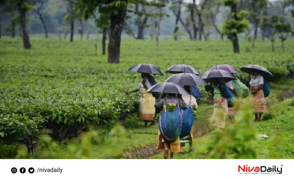 Kerala monsoon rainfall