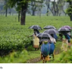 Kerala monsoon rainfall