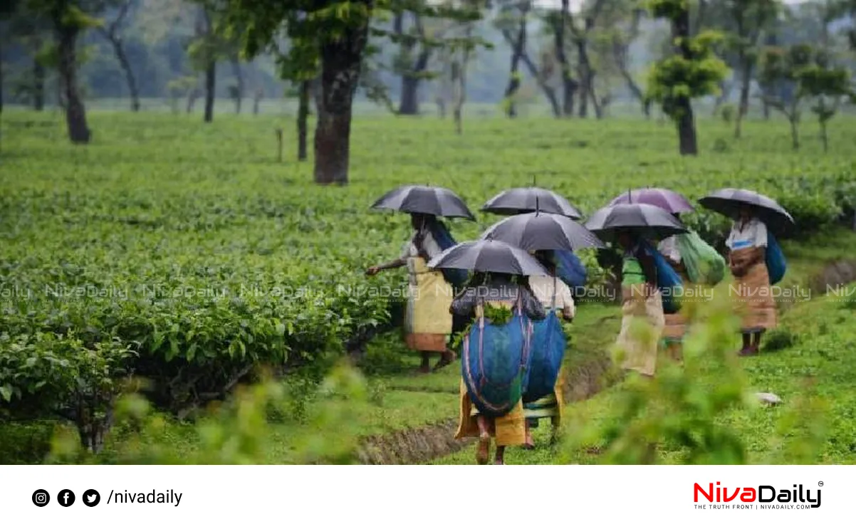 Kerala monsoon rainfall