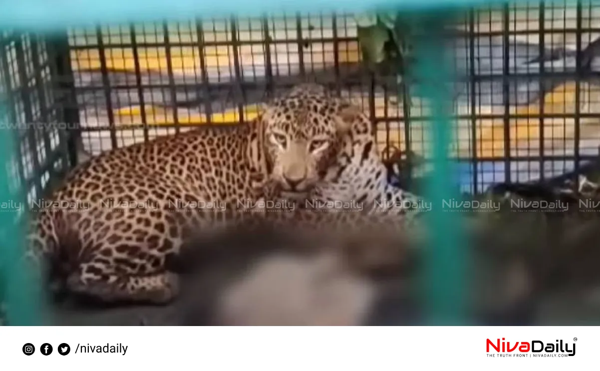 Leopard caged in Wayanad