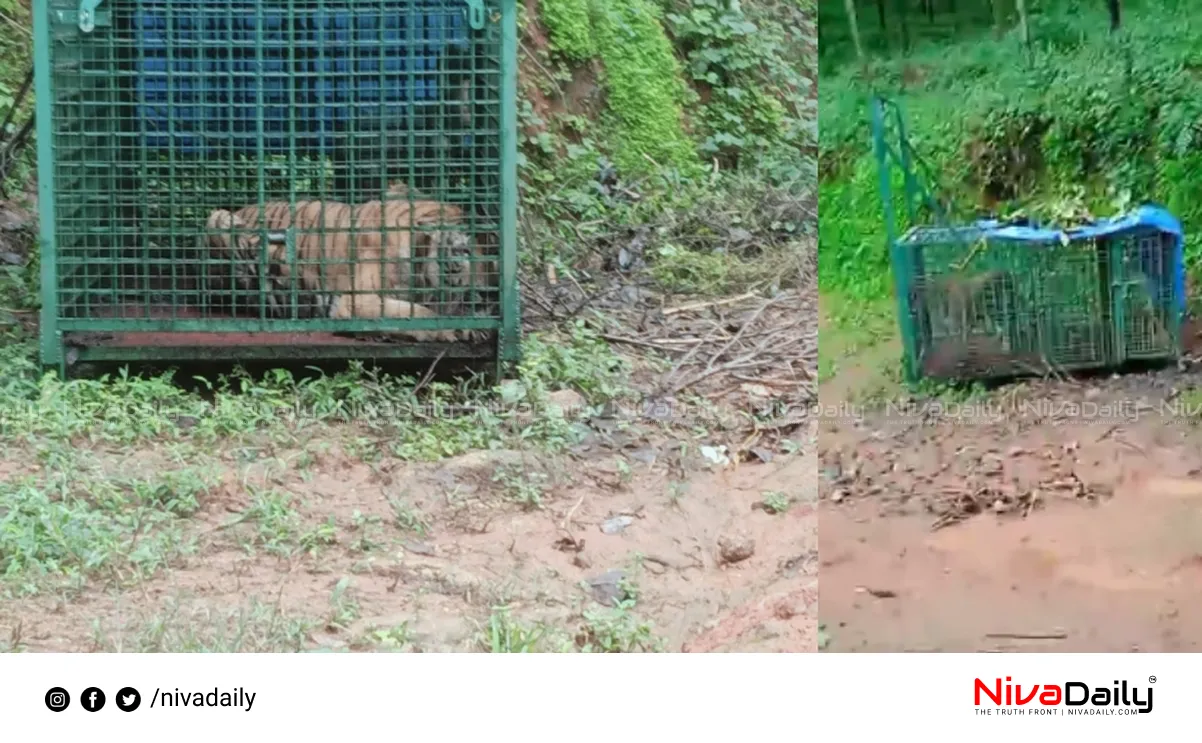 Man-eating tiger trapped
