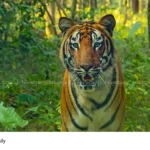 Malappuram tiger attack