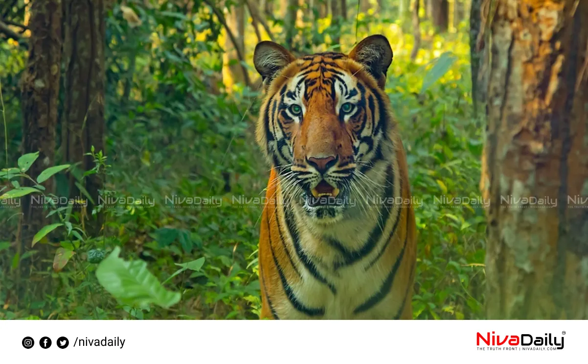 Malappuram tiger attack