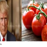Mexican tomato imports