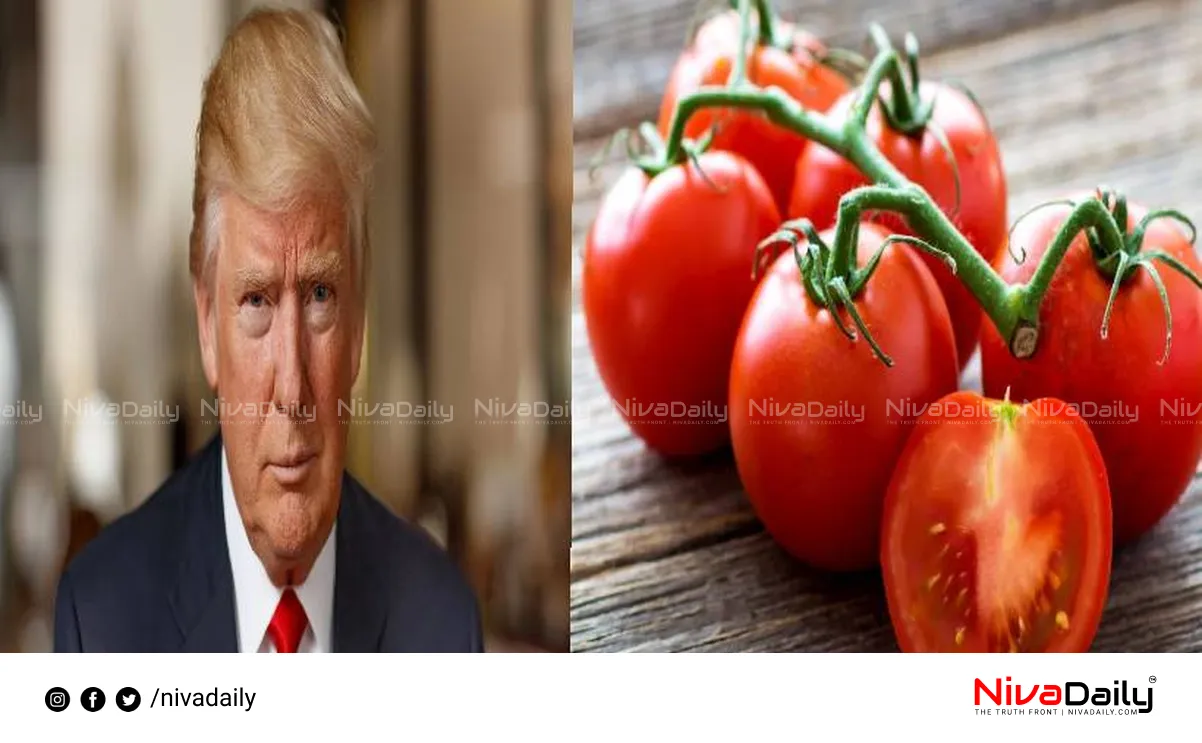 Mexican tomato imports