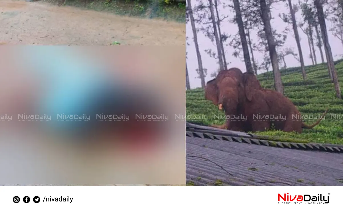 wild elephant attack