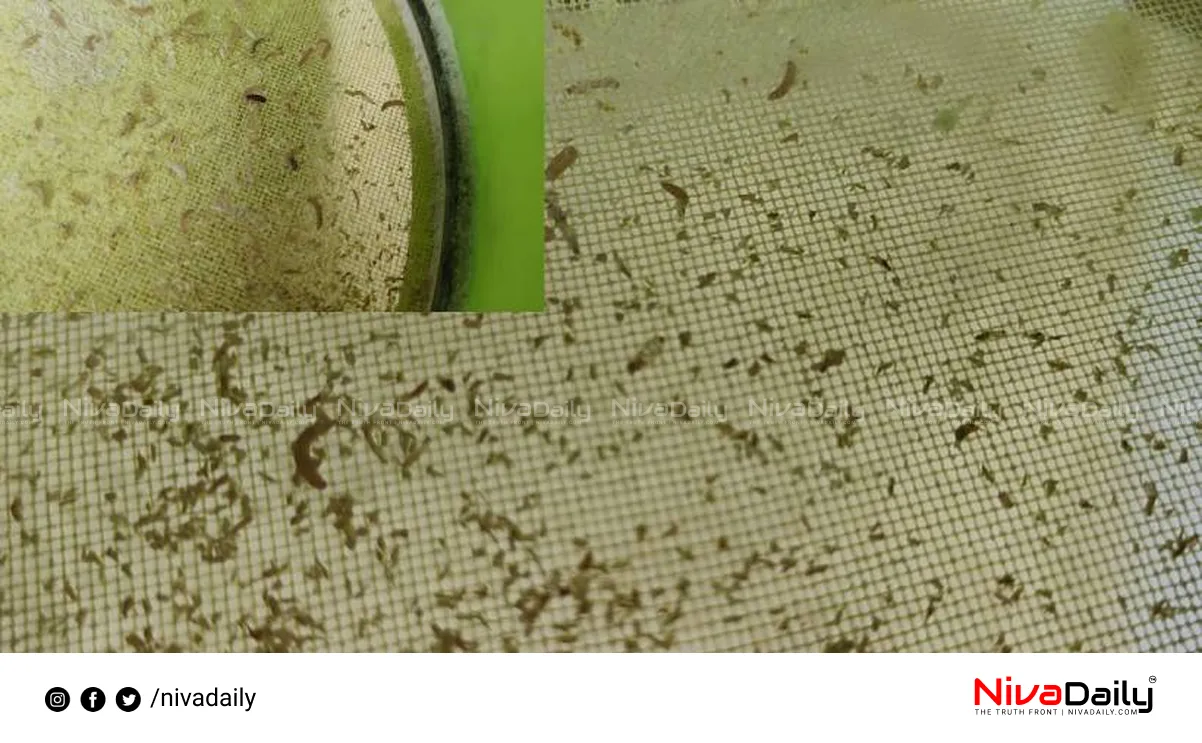 wheat flour worms