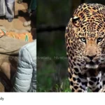 Valparai leopard attack
