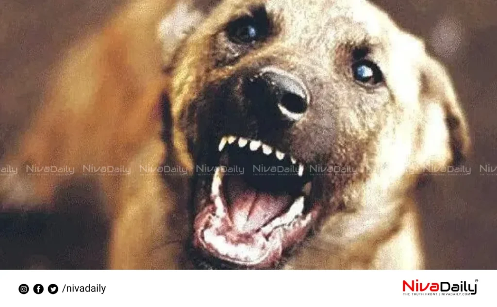 stray dog attack