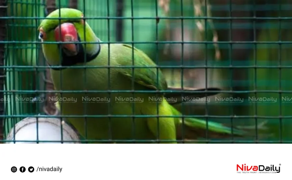 parrot pet case