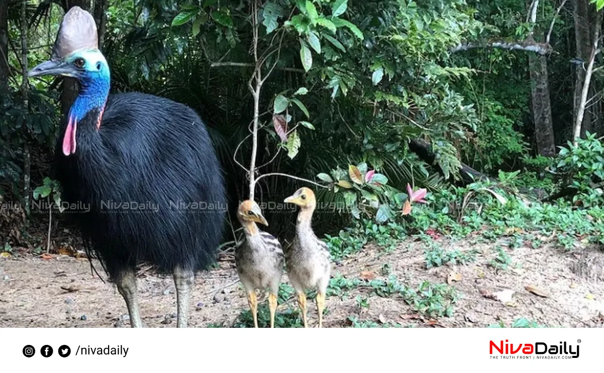 Cassowary road safety