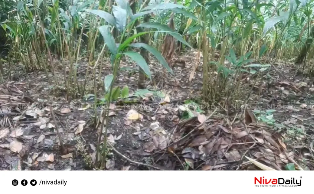 Cardamom farm destroyed