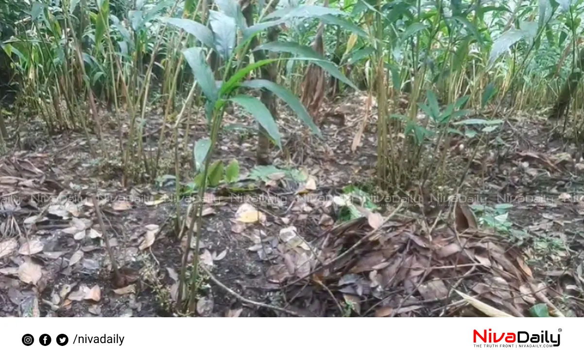 Cardamom farm destroyed