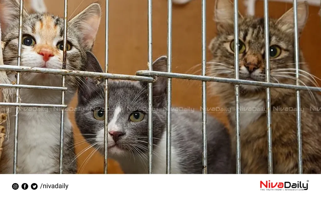 cat abuse network